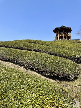 본문 이미지 - 인증샷 명소로 잘 알려진 정금다원 ⓒ News1 윤슬빈 기자