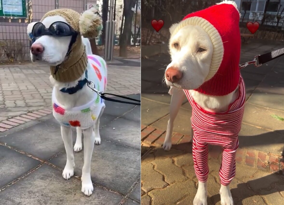 본문 이미지 - 화려한 반포의 산책 착장(인스타그램 banpo_puppy 제공)ⓒ 뉴스1