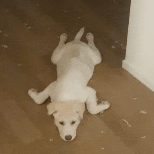 본문 이미지 - 물개 자세가 특징인 반포의 어릴 적 모습(인스타그램 banpo_puppy 제공) ⓒ 뉴스1