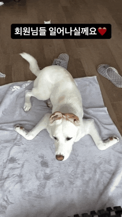 본문 이미지 - 다 커서도 물개 자세를 자주 취하는 반포(인스타그램 banpo_puppy 제공) ⓒ 뉴스1