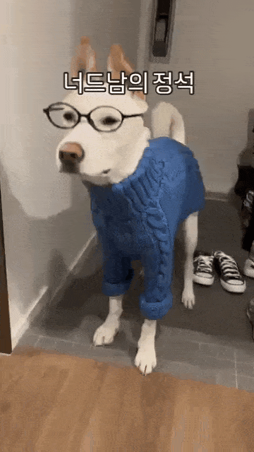 본문 이미지 - 어떤 패션 소품도 편안하게 소화하는 반포(인스타그램 banpo_puppy 제공) ⓒ 뉴스1