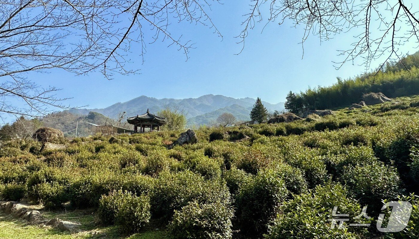 본문 이미지 -  신라 흥덕왕 3년(828년)에 차 씨앗이 처음 뿌려진 차 시배지ⓒ News1 윤슬빈 기자
