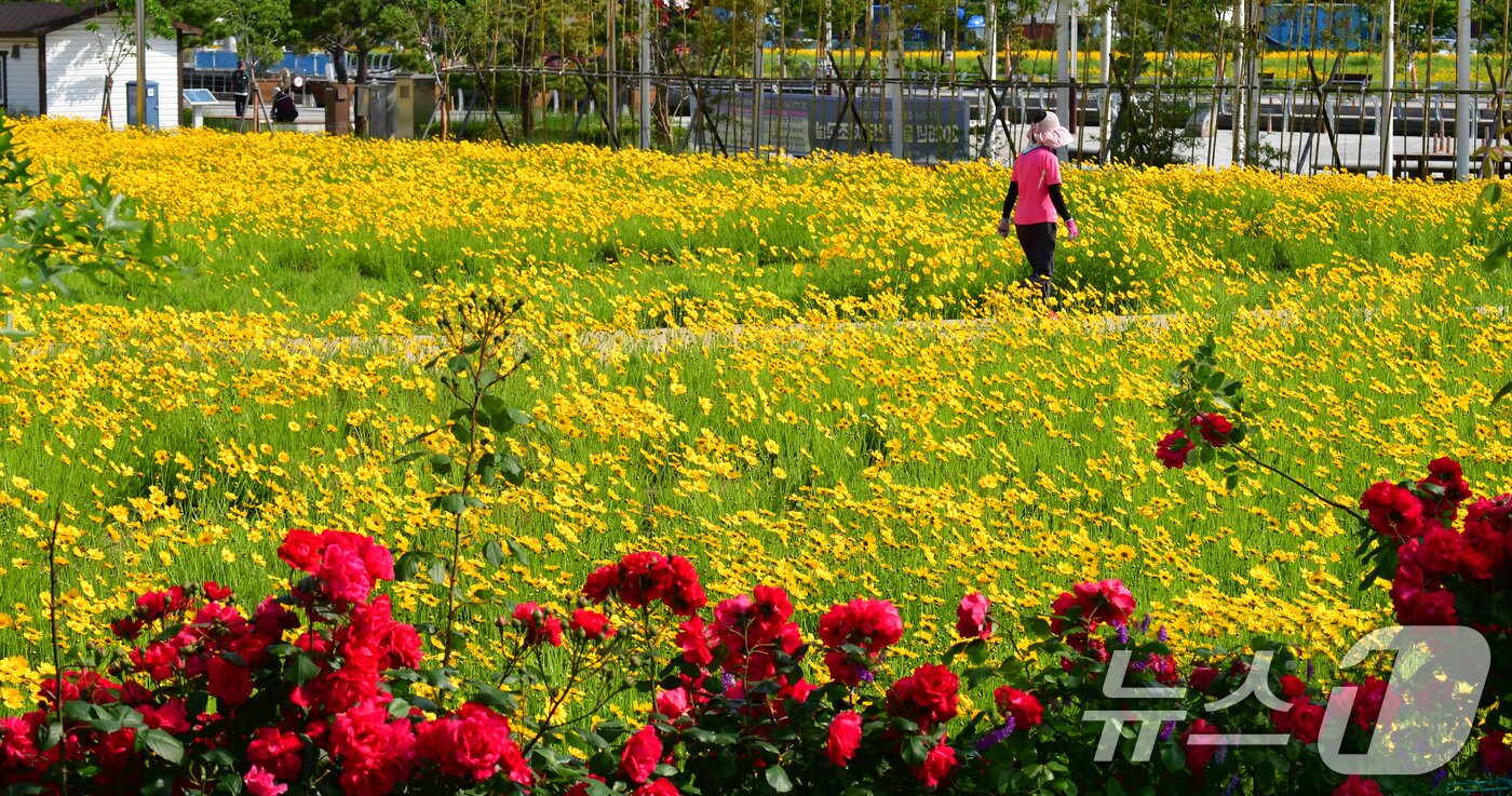 본문 이미지 - 20일 경북 포항시 포항운하 주변에 금계국이 꽃망울을 활짝 터뜨리고 있다. 2025.5.20/뉴스1 ⓒ News1 최창호 기자