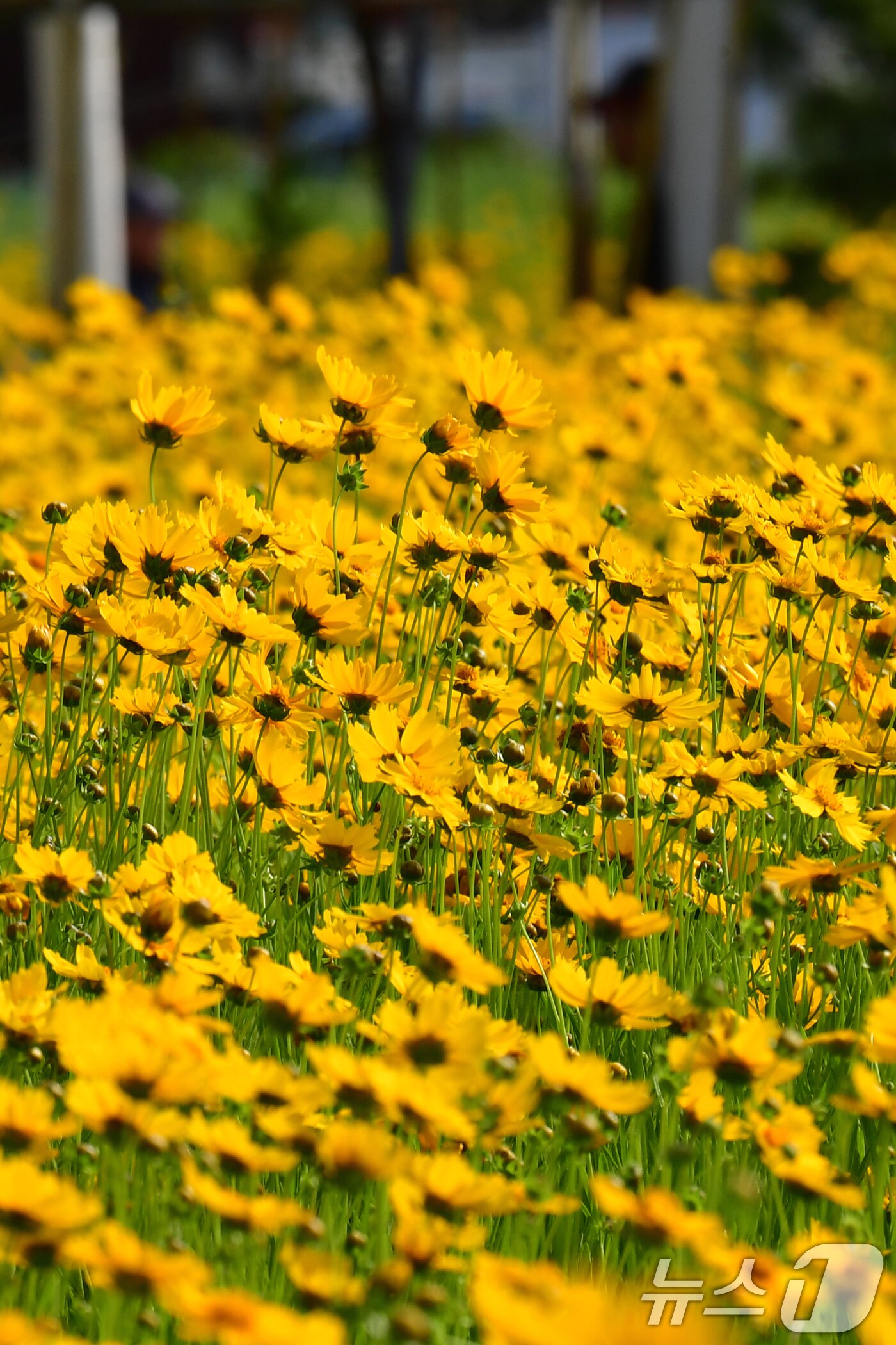 본문 이미지 - 20일 경북 포항시 포항운하 주변에 금계국이 꽃망울을 활짝 터뜨리고 있다. 2025.5.20/뉴스1 ⓒ News1 최창호 기자