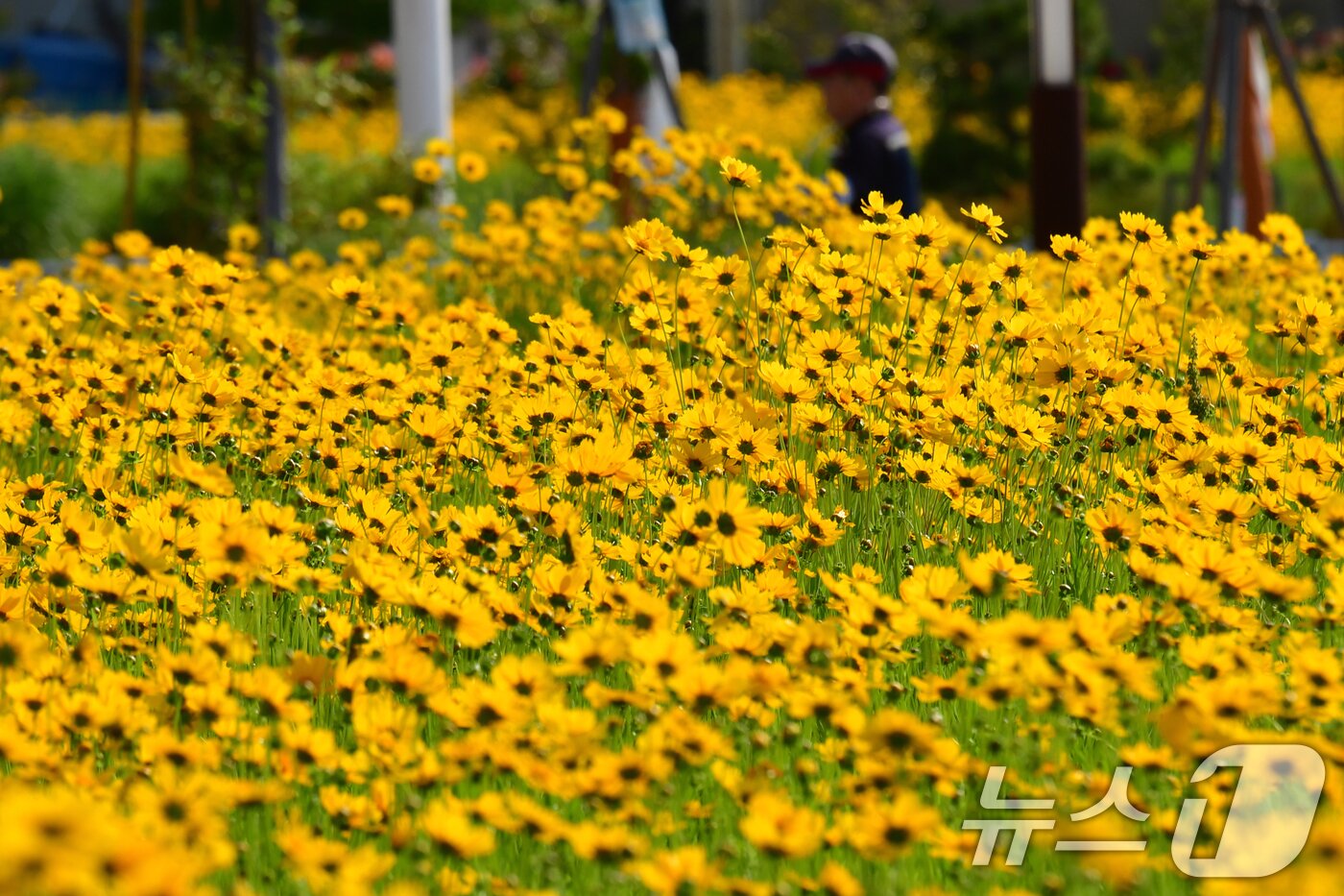 본문 이미지 - 20일 경북 포항시 포항운하 주변에 금계국이 꽃망울을 활짝 터뜨리고 있다. 2025.5.20/뉴스1 ⓒ News1 최창호 기자