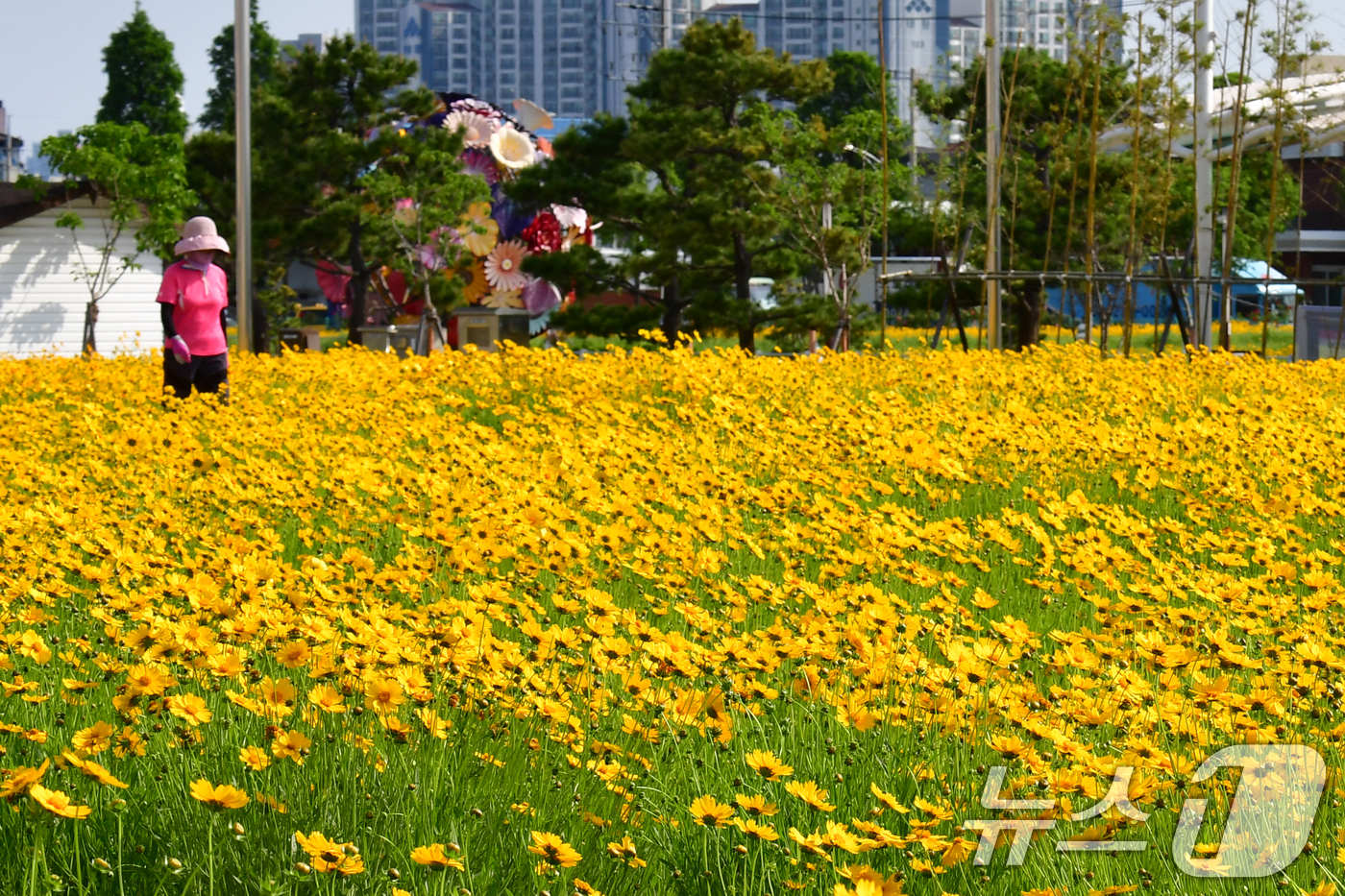 (포항=뉴스1) 최창호 기자 = 20일 경북 포항시 포항운하 주변에 금계국이 꽃망울을 활짝 터뜨리고 있다. 2025.5.20/뉴스1