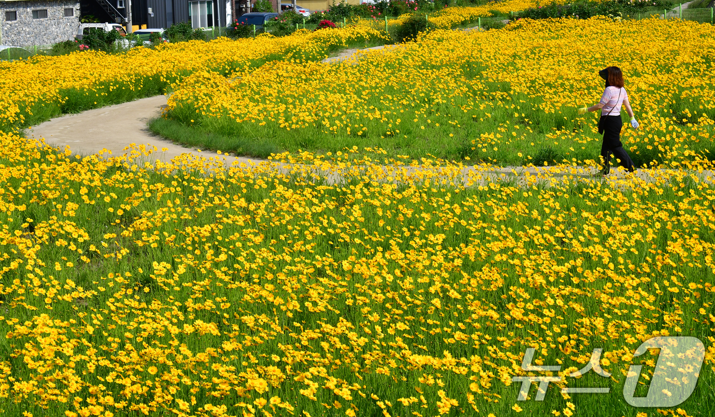 (포항=뉴스1) 최창호 기자 = 20일 경북 포항시 포항운하 주변에 금계국이 꽃망울을 활짝 터뜨리고 있다. 2025.5.20/뉴스1