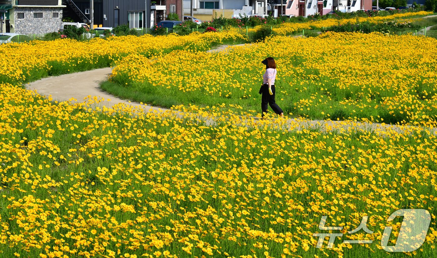 본문 이미지 - 20일 경북 포항시 포항운하 주변에 금계국이 꽃망울을 활짝 터뜨리고 있다. 2025.5.20/뉴스1 ⓒ News1 최창호 기자