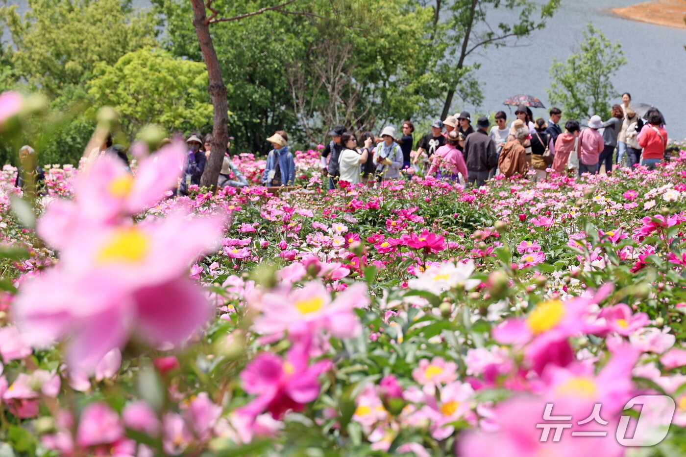 본문 이미지 - 20일 전북 임실군 옥정호 붕어섬 생태공원에 작약꽃이 만개했다.&#40;임실군제공. 재판매 및 DB금지&#41;2025.5.20/뉴스1