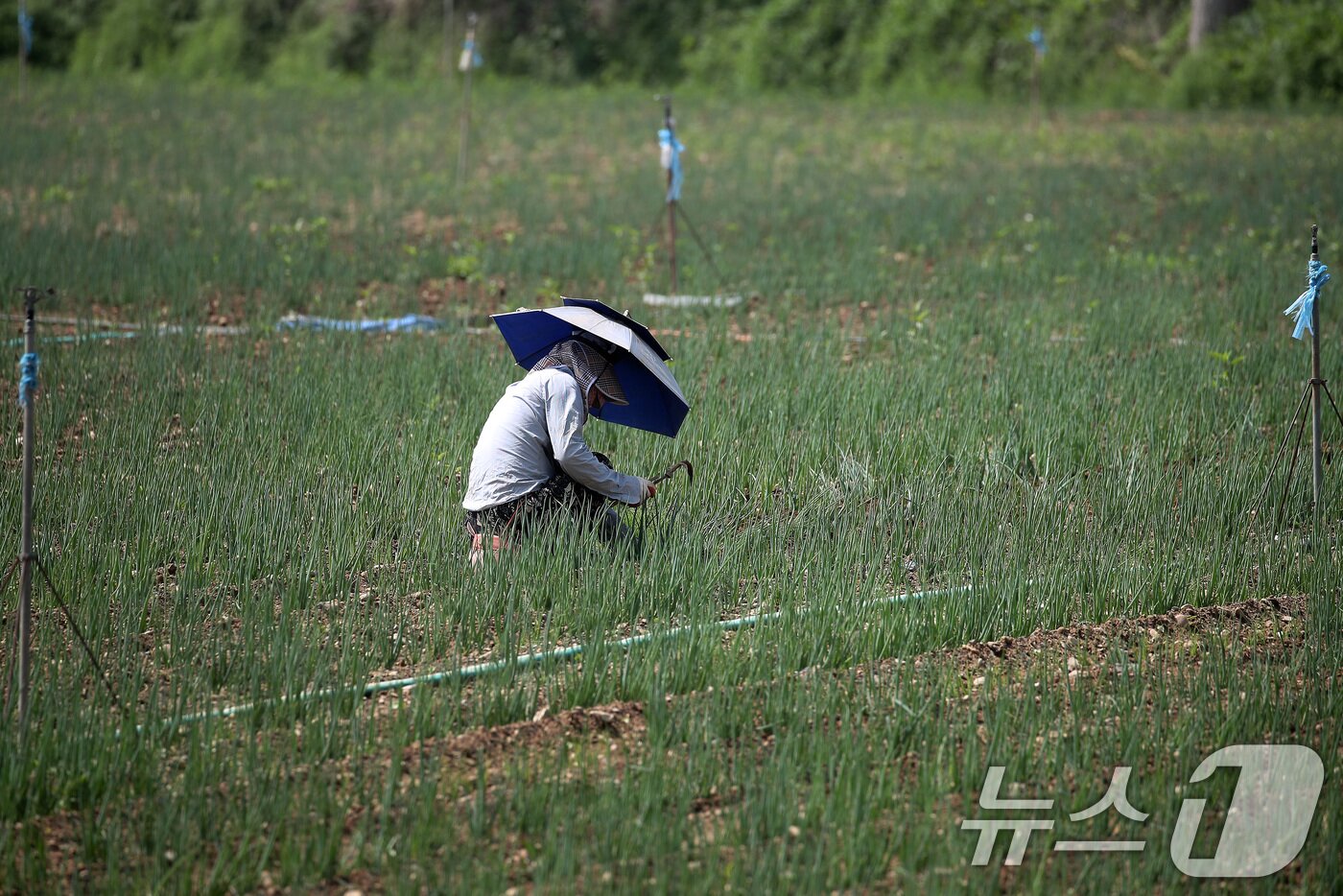 본문 이미지 - 낮 기온이 30도를 웃도는 더위가 찾아온 20일 경북 경산시 대정동 한 대파밭에서 뙤약볕을 가리기 위해 파라솔 모양 모자를 쓴 농민이 홀로 대파를 솎아내고 있다. 2025.5.20/뉴스1 ⓒ News1 공정식 기자