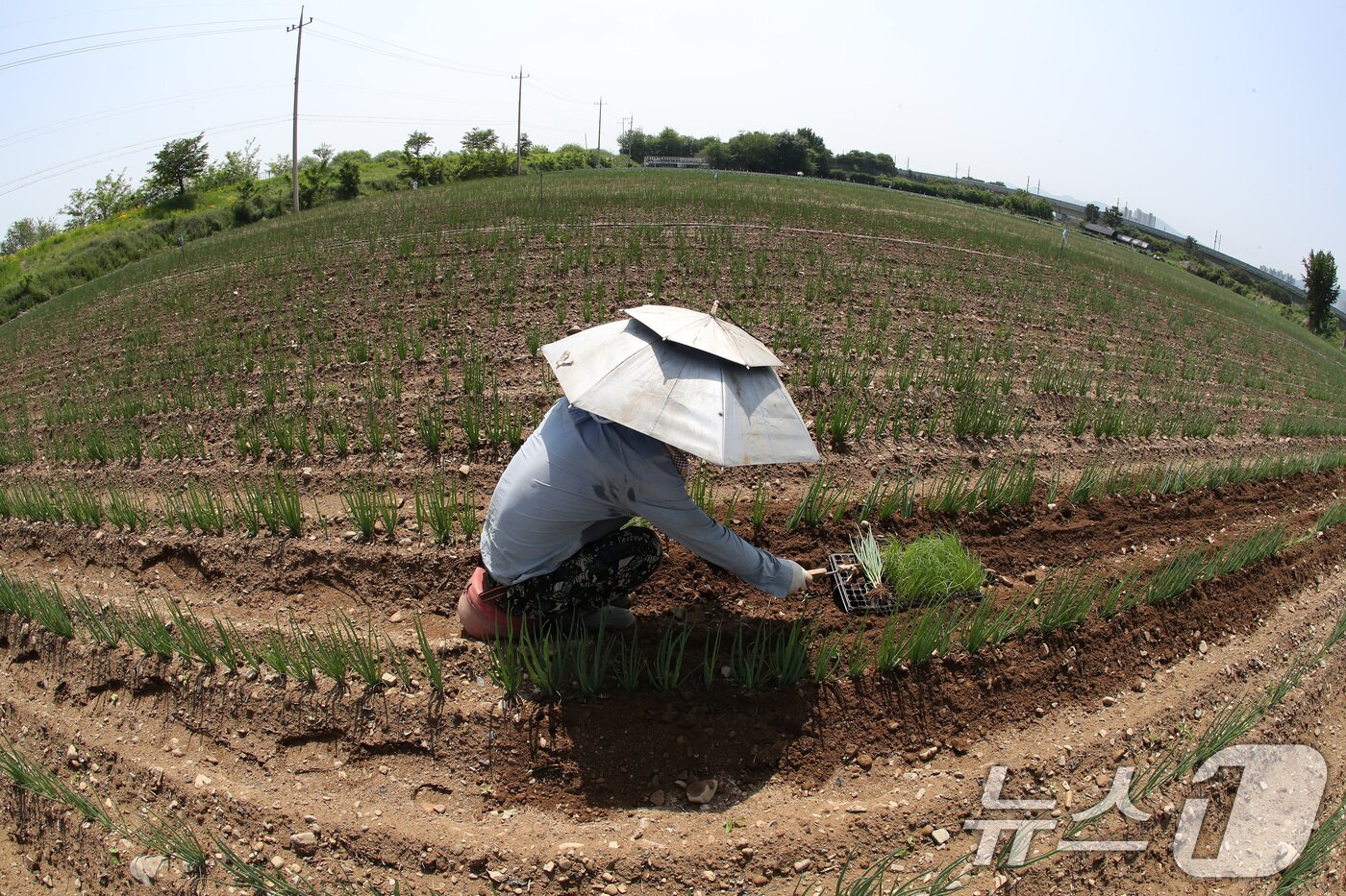 본문 이미지 - 낮 기온이 30도를 웃도는 더위가 찾아온 20일 경북 경산시 대정동 한 대파밭에서 뙤약볕을 가리기 위해 파라솔 모양 모자를 쓴 농민이 홀로 대파를 솎아내고 있다. 2025.5.20/뉴스1 ⓒ News1 공정식 기자