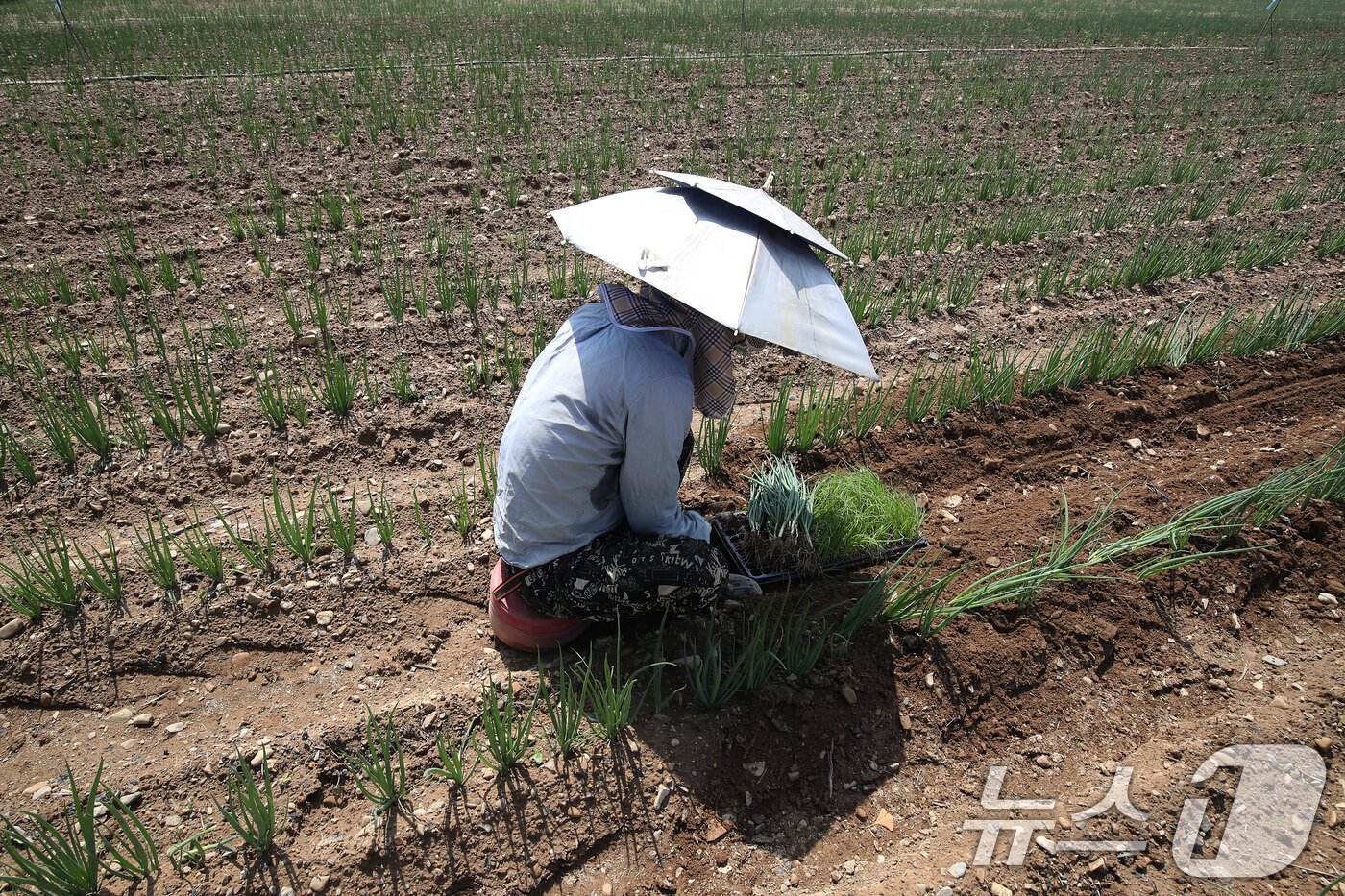 본문 이미지 - 낮 기온이 30도를 웃도는 더위가 찾아온 20일 경북 경산시 대정동 한 대파밭에서 뙤약볕을 가리기 위해 파라솔 모양 모자를 쓴 농민이 홀로 대파를 솎아내고 있다. 2025.5.20/뉴스1 ⓒ News1 공정식 기자