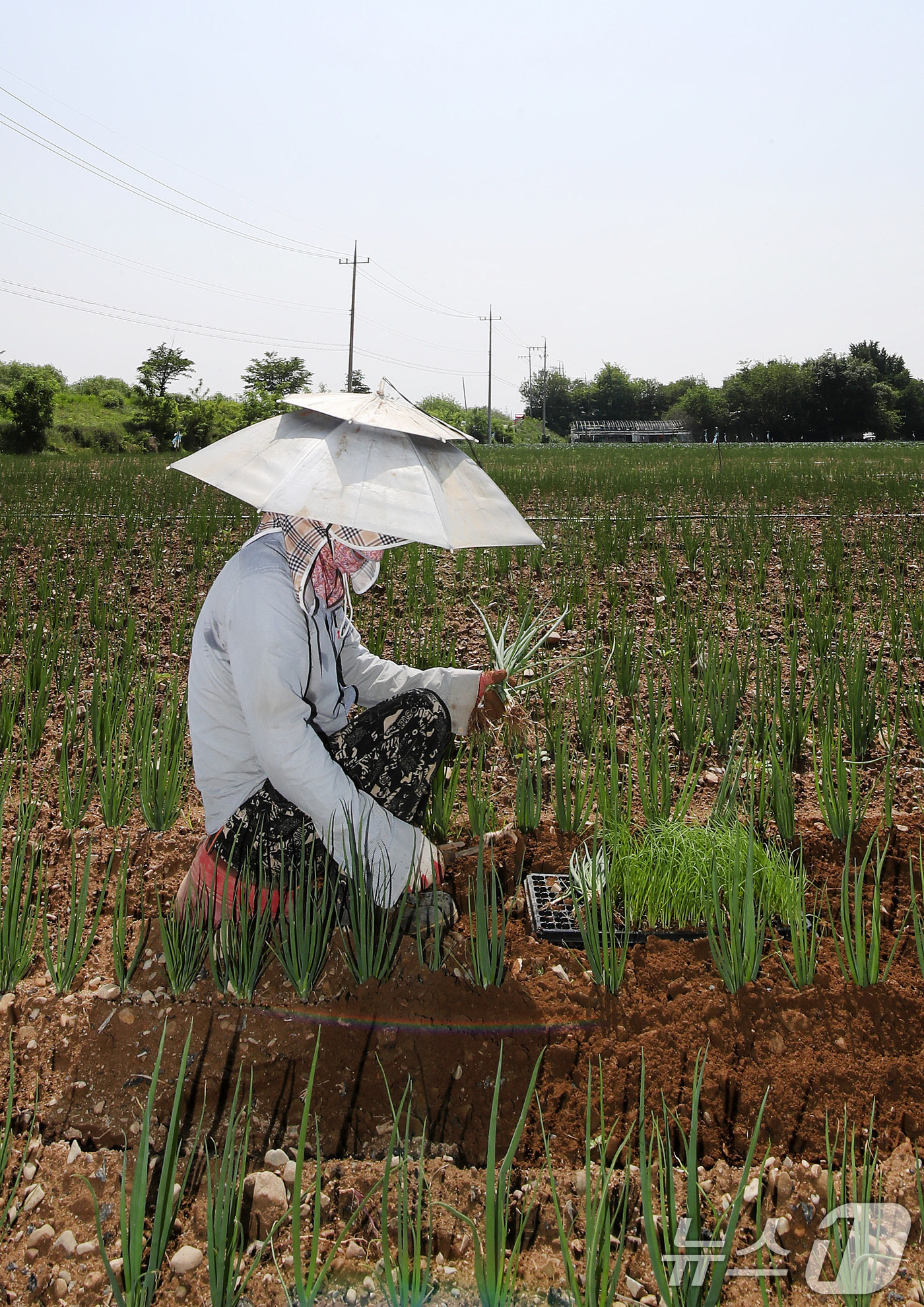 (경산=뉴스1) 공정식 기자 = 낮 기온이 30도를 웃도는 더위가 찾아온 20일 경북 경산시 대정동 한 대파밭에서 뙤약볕을 가리기 위해 파라솔 모양 모자를 쓴 농민이 홀로 대파를 …