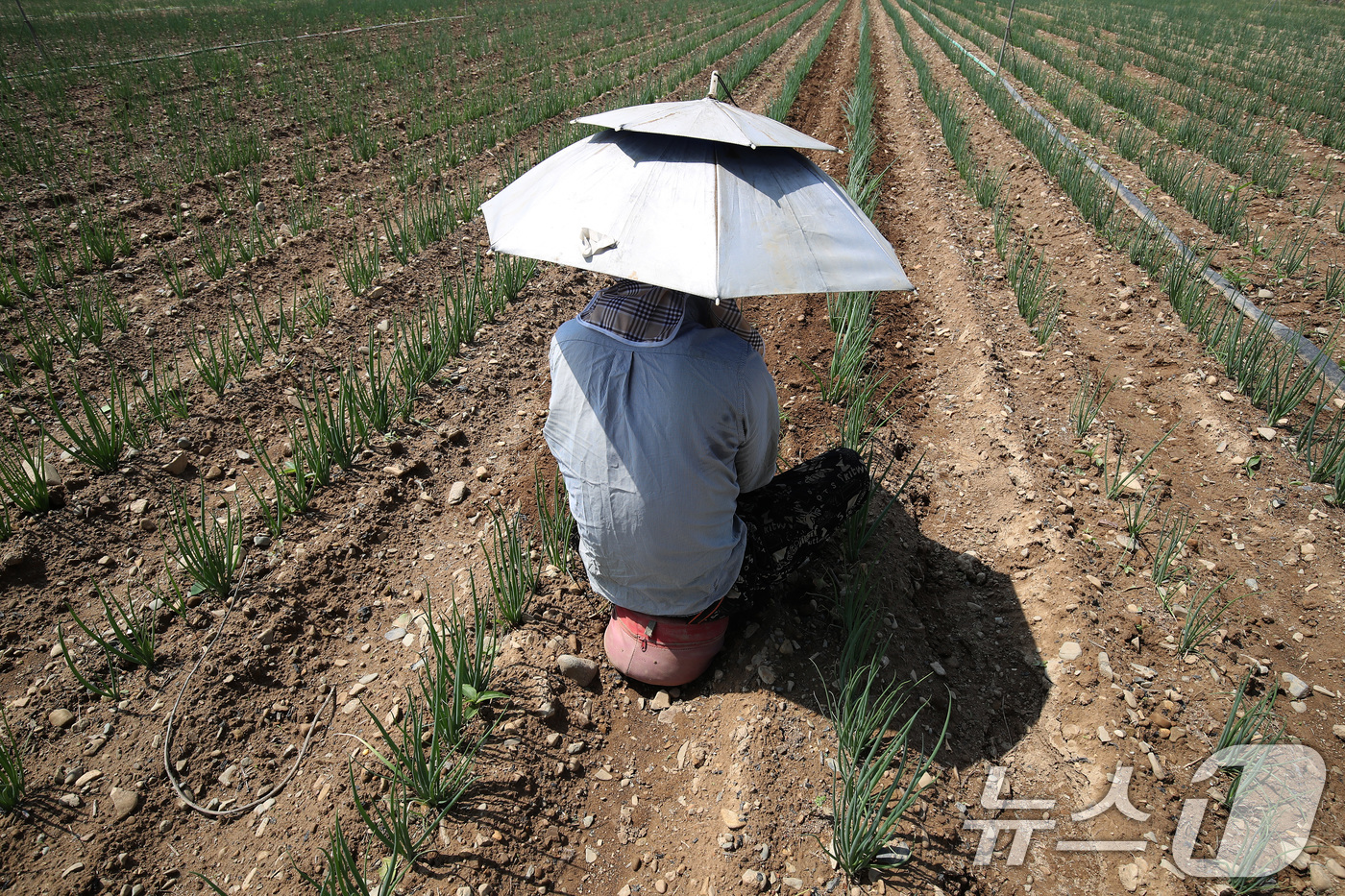 (경산=뉴스1) 공정식 기자 = 낮 기온이 30도를 웃도는 더위가 찾아온 20일 경북 경산시 대정동 한 대파밭에서 뙤약볕을 가리기 위해 파라솔 모양 모자를 쓴 농민이 홀로 대파를 …