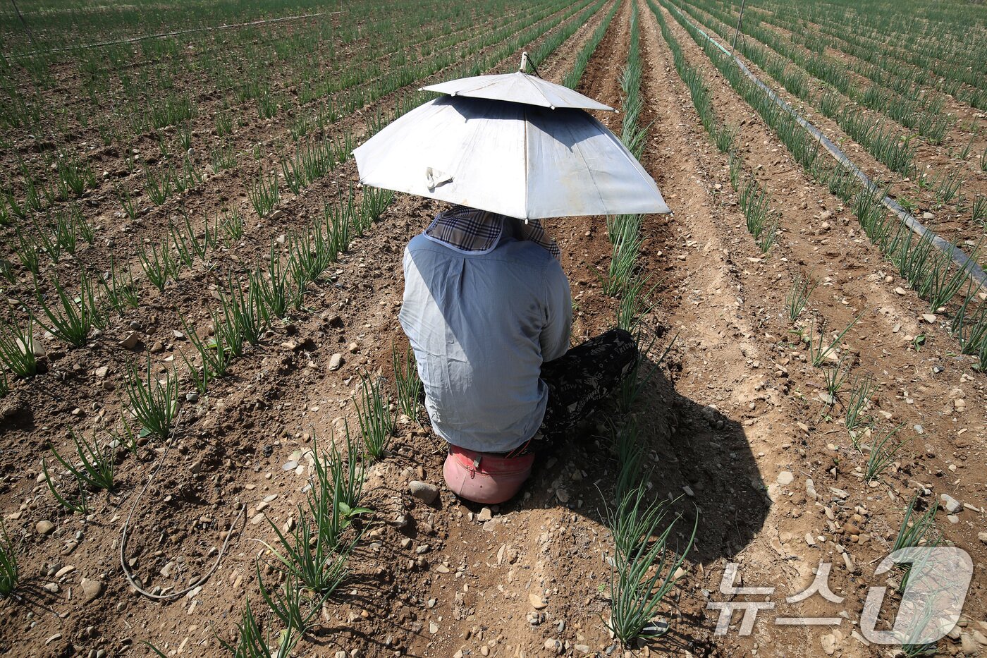 본문 이미지 - 낮 기온이 30도를 웃도는 더위가 찾아온 20일 경북 경산시 대정동 한 대파밭에서 뙤약볕을 가리기 위해 파라솔 모양 모자를 쓴 농민이 홀로 대파를 솎아내고 있다. 2025.5.20/뉴스1 ⓒ News1 공정식 기자