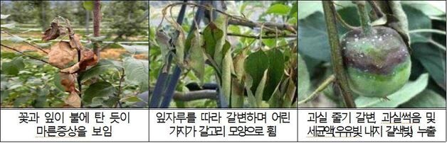 거창군, 인근 지역 '과수화상병' 발생에 비상