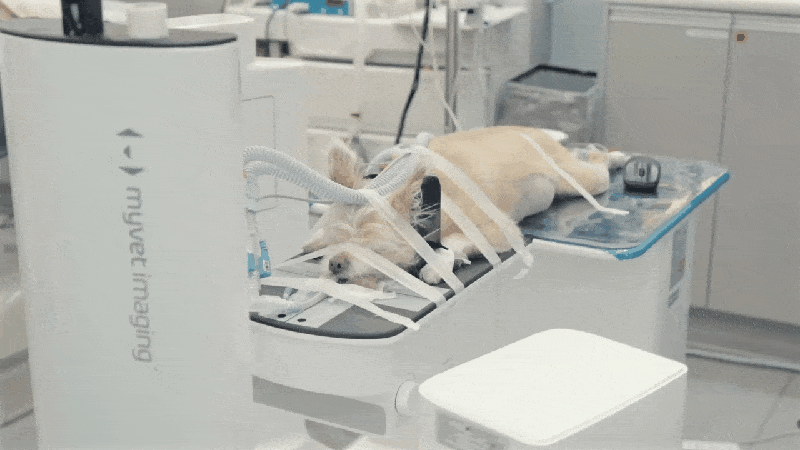 본문 이미지 - 우리엔의 동물 치과 전용 MyVet CT D 촬영 영상&#40;우리엔 제공&#41; ⓒ 뉴스1