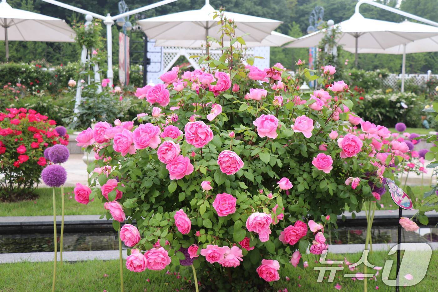 (서울=뉴스1) = 에버랜드가 자체 개발한 신품종 정원장미 '퍼퓸에버스케이프'가 국내 최초로 일본에 진출했다고 21일 밝혔다.사진은 에버랜드 퍼퓸에버스케이프. (삼성물산 제공. 재 …