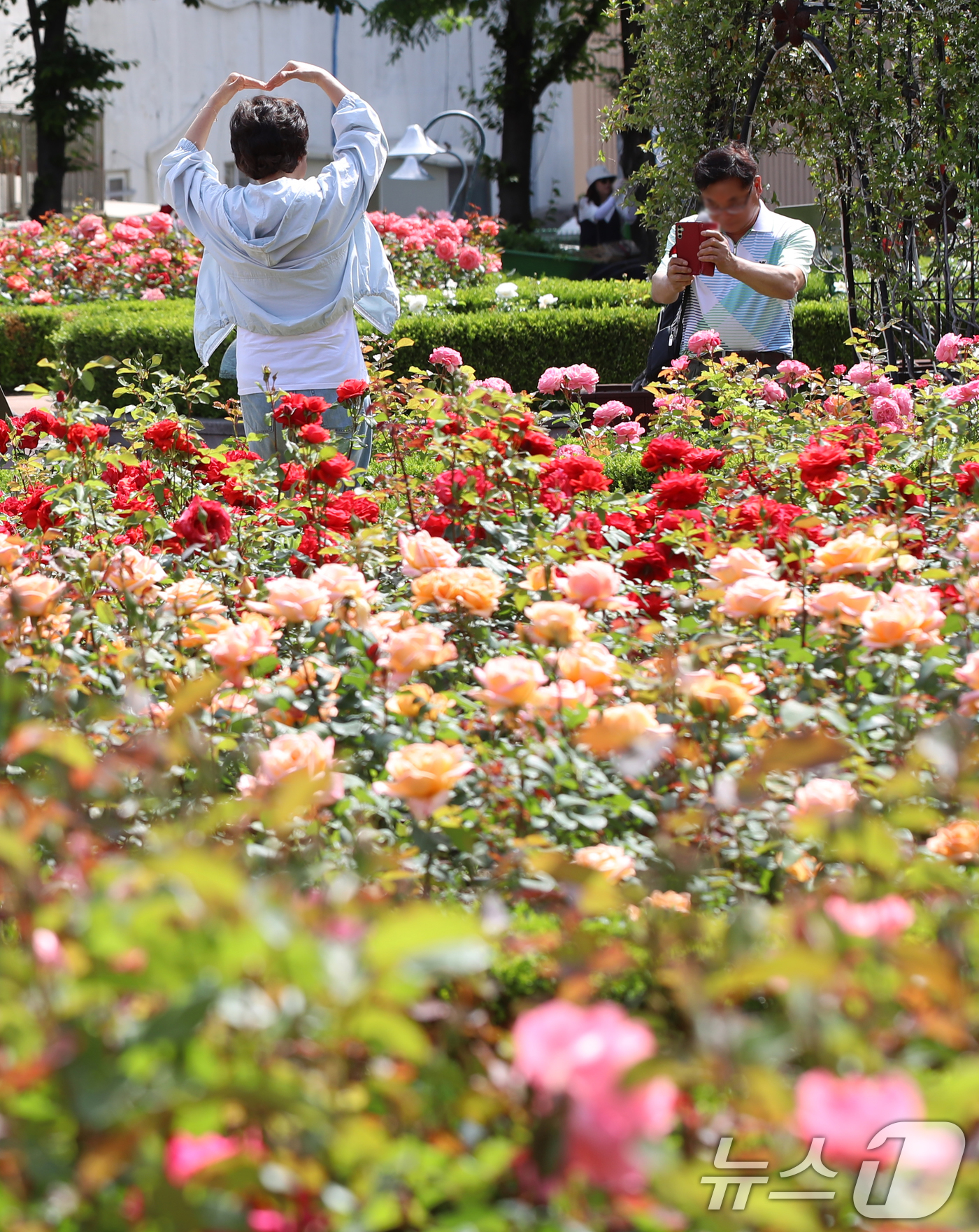 (부산=뉴스1) 윤일지 기자 = 여름 기운이 들기 시작한다는 절기상 소만(小滿)인 21일 부산 기장군 윗골공원에서 시민들이 형형색색의 장미를 구경하고 있다.윗골공원에는 세계 여러 …