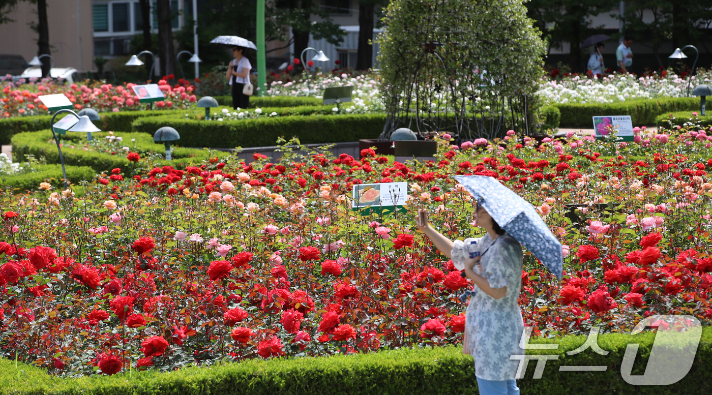 (부산=뉴스1) 윤일지 기자 = 여름 기운이 들기 시작한다는 절기상 소만(小滿)인 21일 부산 기장군 윗골공원에서 양산을 쓴 시민들이 형형색색의 장미를 구경하고 있다.윗골공원에는 …
