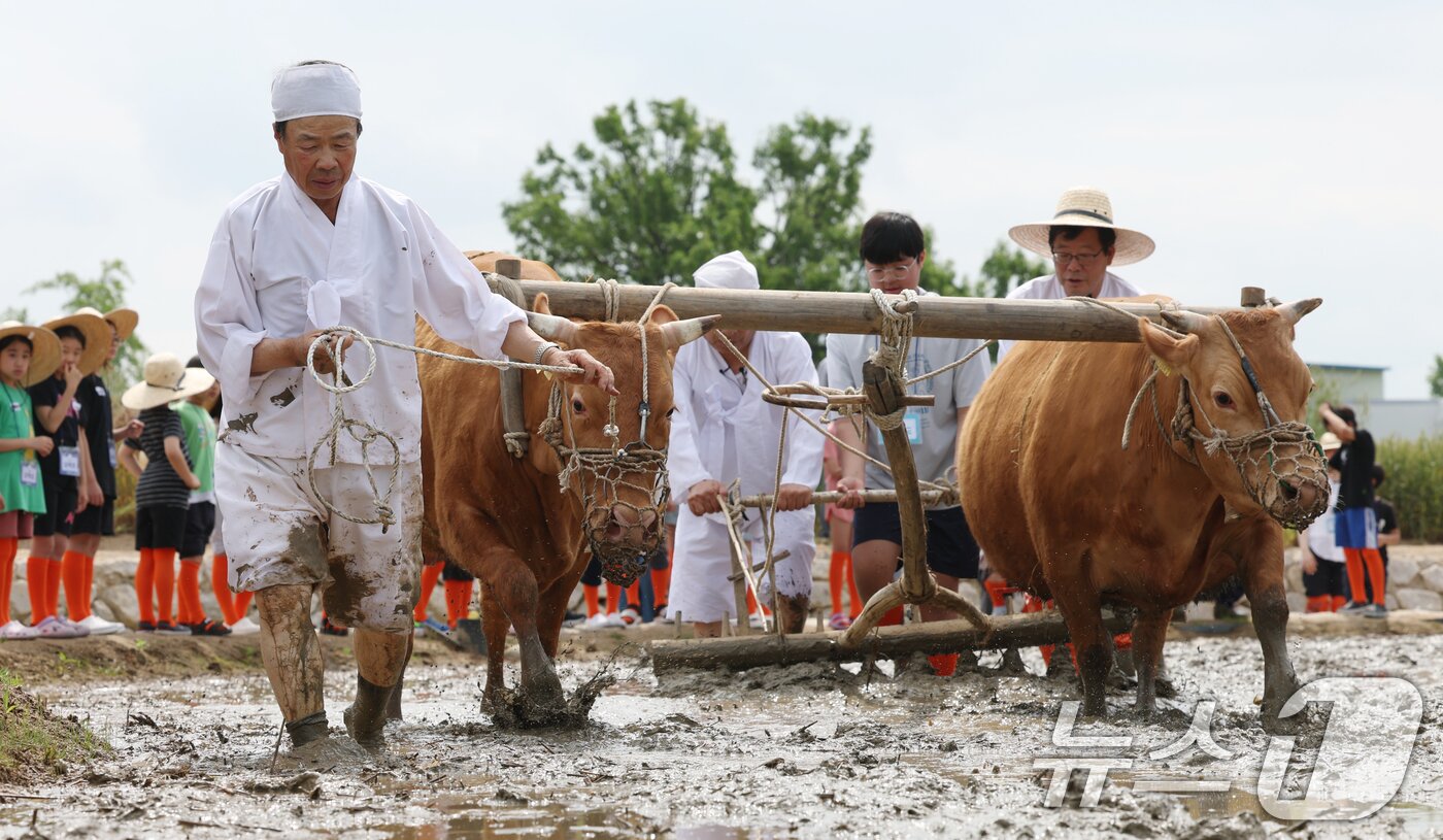 본문 이미지 - 본격적인 농사의 시작을 알리는 절기 소만(小滿)인 21일 오전 경기 수원시 권선구 국립농업박물관에서 열린 '토종벼 전통 손모내기 및 겨릿소 시연' 행사에서 관계자들이 겨릿소 써레질 시연을 하고 있다. 2025.5.21/뉴스1 ⓒ News1 김영운 기자