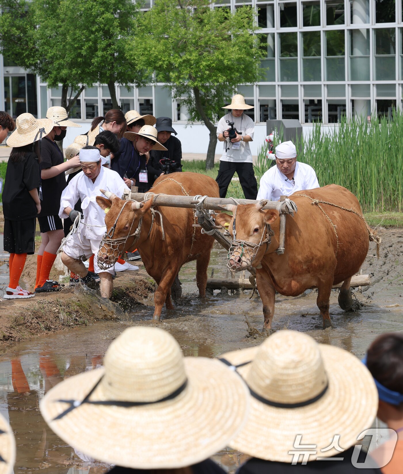 본문 이미지 - 본격적인 농사의 시작을 알리는 절기 소만(小滿)인 21일 오전 경기 수원시 권선구 국립농업박물관에서 열린 '토종벼 전통 손모내기 및 겨릿소 시연' 행사에서 관계자들이 겨릿소 써레질 시연을 하고 있다. 2025.5.21/뉴스1 ⓒ News1 김영운 기자
