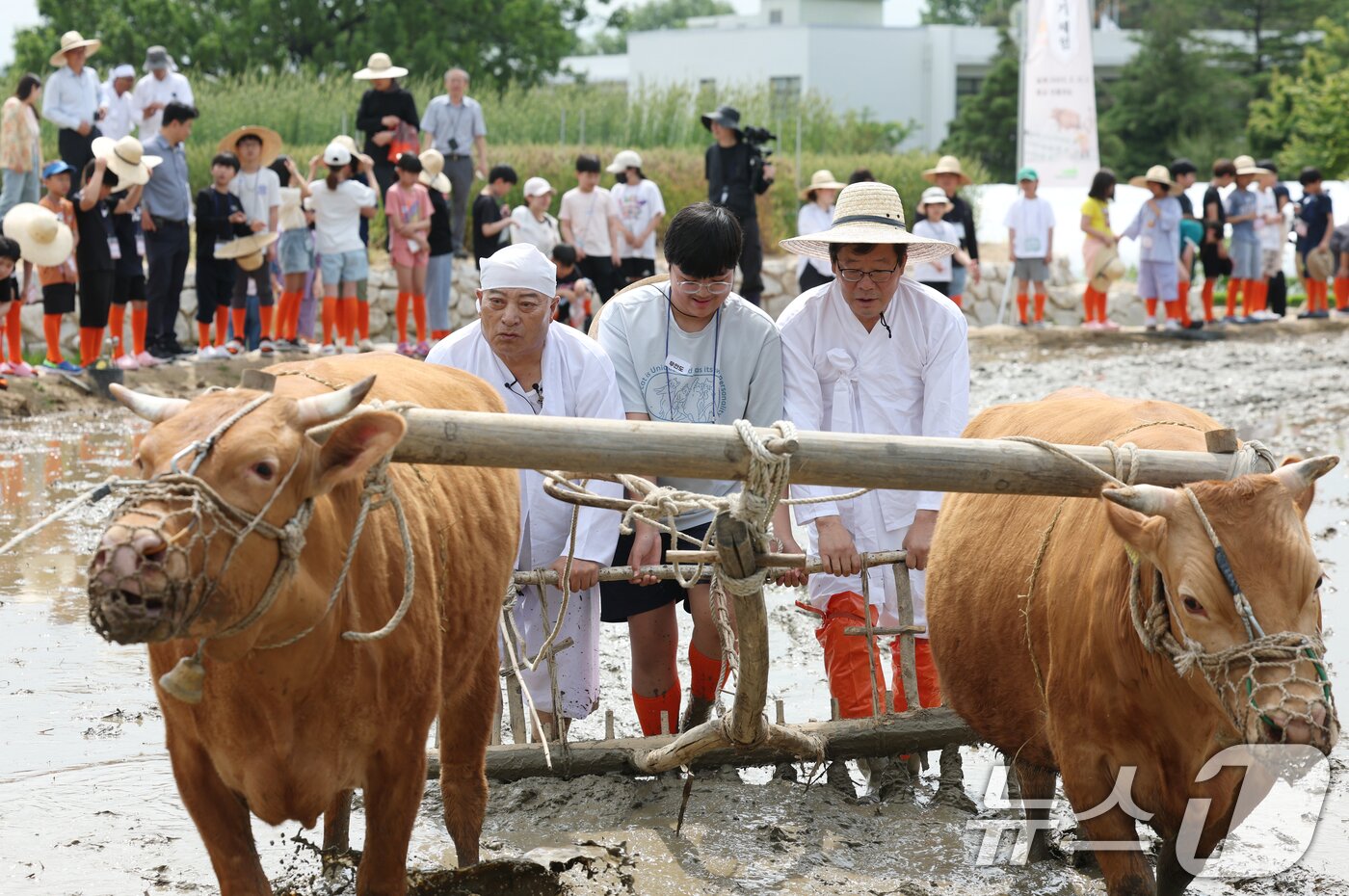 본문 이미지 - 본격적인 농사의 시작을 알리는 절기 소만(小滿)인 21일 오전 경기 수원시 권선구 국립농업박물관에서 열린 '토종벼 전통 손모내기 및 겨릿소 시연' 행사에서 관계자들이 겨릿소 써레질 시연을 하고 있다. 2025.5.21/뉴스1 ⓒ News1 김영운 기자