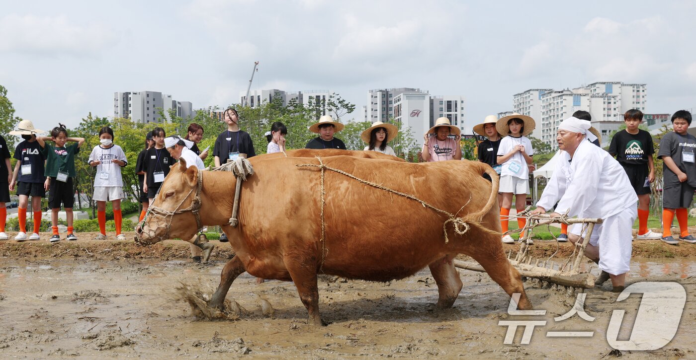 본문 이미지 - 본격적인 농사의 시작을 알리는 절기 소만(小滿)인 21일 오전 경기 수원시 권선구 국립농업박물관에서 열린 '토종벼 전통 손모내기 및 겨릿소 시연' 행사에서 관계자들이 겨릿소 써레질 시연을 하고 있다. 2025.5.21/뉴스1 ⓒ News1 김영운 기자