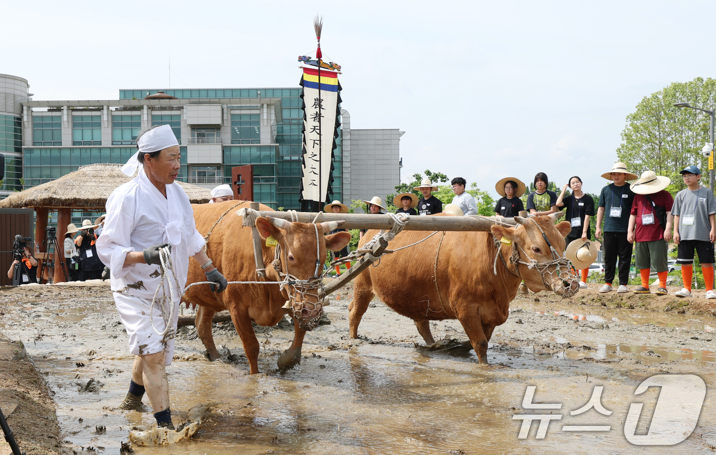 (수원=뉴스1) 김영운 기자 = 본격적인 농사의 시작을 알리는 절기 소만(小滿)인 21일 오전 경기 수원시 권선구 국립농업박물관에서 열린 '토종벼 전통 손모내기 및 겨릿소 시연' …
