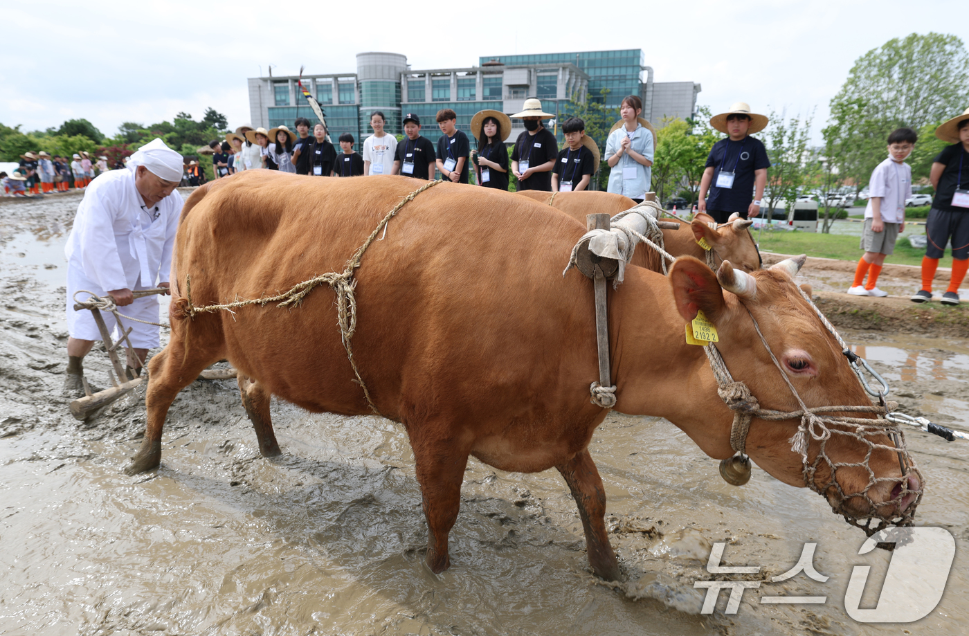 (수원=뉴스1) 김영운 기자 = 본격적인 농사의 시작을 알리는 절기 소만(小滿)인 21일 오전 경기 수원시 권선구 국립농업박물관에서 열린 '토종벼 전통 손모내기 및 겨릿소 시연' …