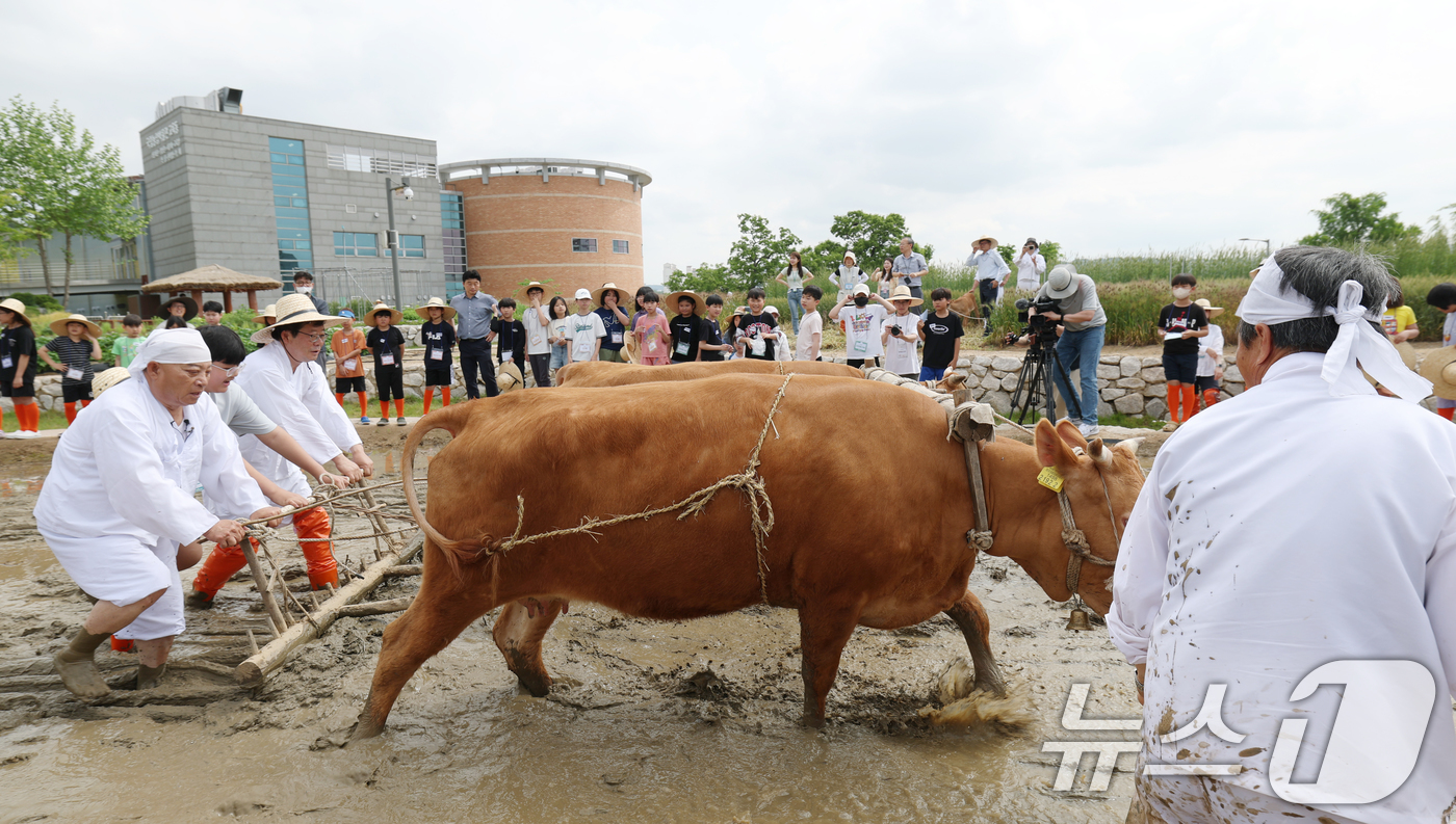(수원=뉴스1) 김영운 기자 = 본격적인 농사의 시작을 알리는 절기 소만(小滿)인 21일 오전 경기 수원시 권선구 국립농업박물관에서 열린 '토종벼 전통 손모내기 및 겨릿소 시연' …