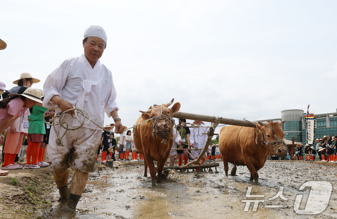 (수원=뉴스1) 김영운 기자 = 본격적인 농사의 시작을 알리는 절기 소만(小滿)인 21일 오전 경기 수원시 권선구 국립농업박물관에서 열린 '토종벼 전통 손모내기 및 겨릿소 시연' …