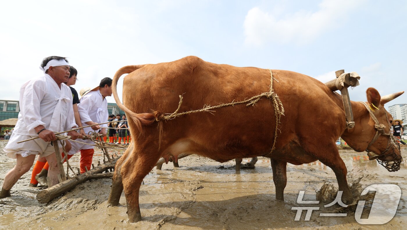 본문 이미지 - 본격적인 농사의 시작을 알리는 절기 소만(小滿)인 21일 오전 경기 수원시 권선구 국립농업박물관에서 열린 '토종벼 전통 손모내기 및 겨릿소 시연' 행사에서 관계자들이 겨릿소 써레질 시연을 하고 있다. 2025.5.21/뉴스1 ⓒ News1 김영운 기자