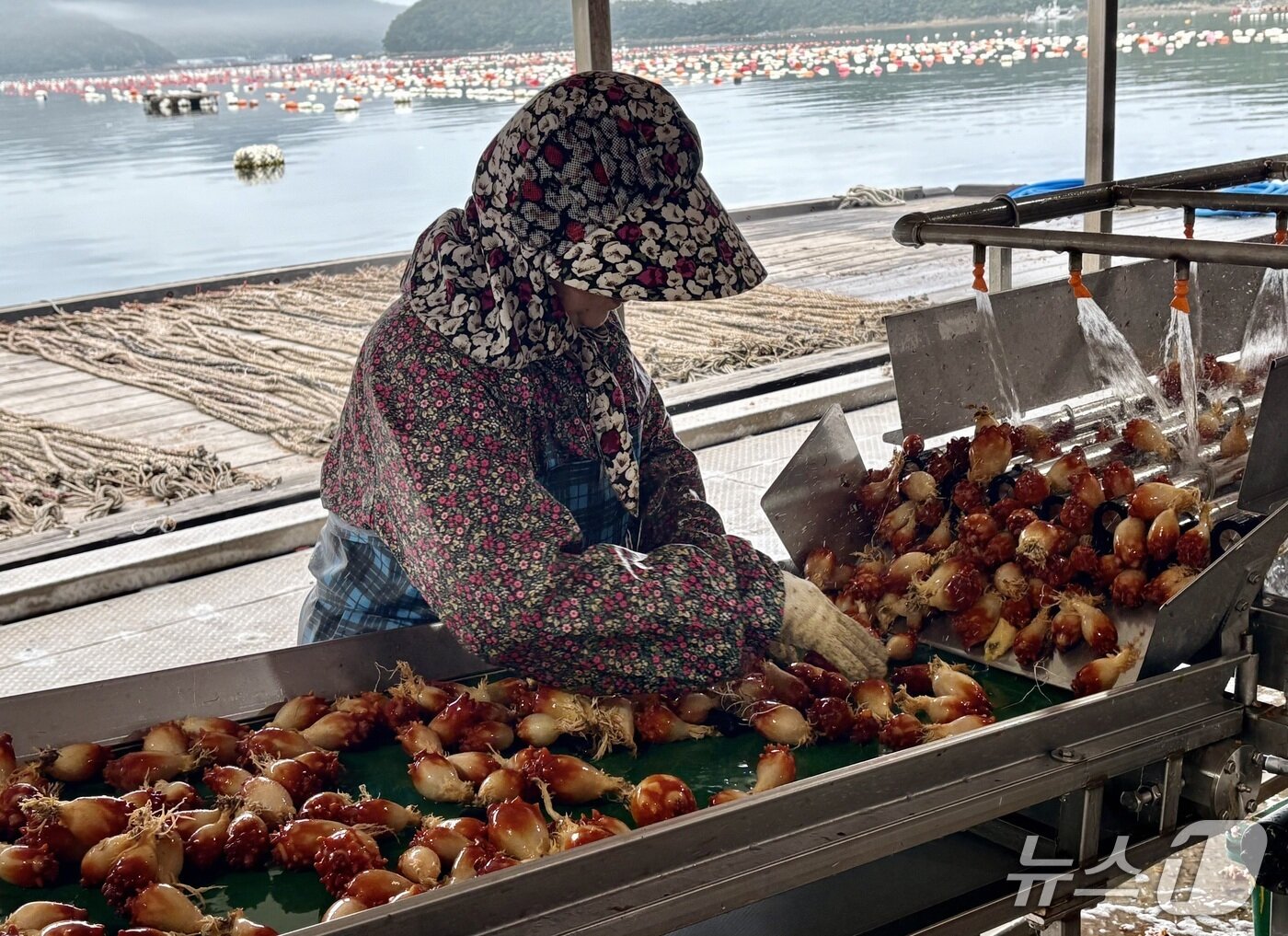 본문 이미지 - 21일 경남 통영시 산양읍 풍화리 한 멍게 작업장에서 수확한 멍게를 세척하고 있다.2025.05.21/뉴스1 강미영기자