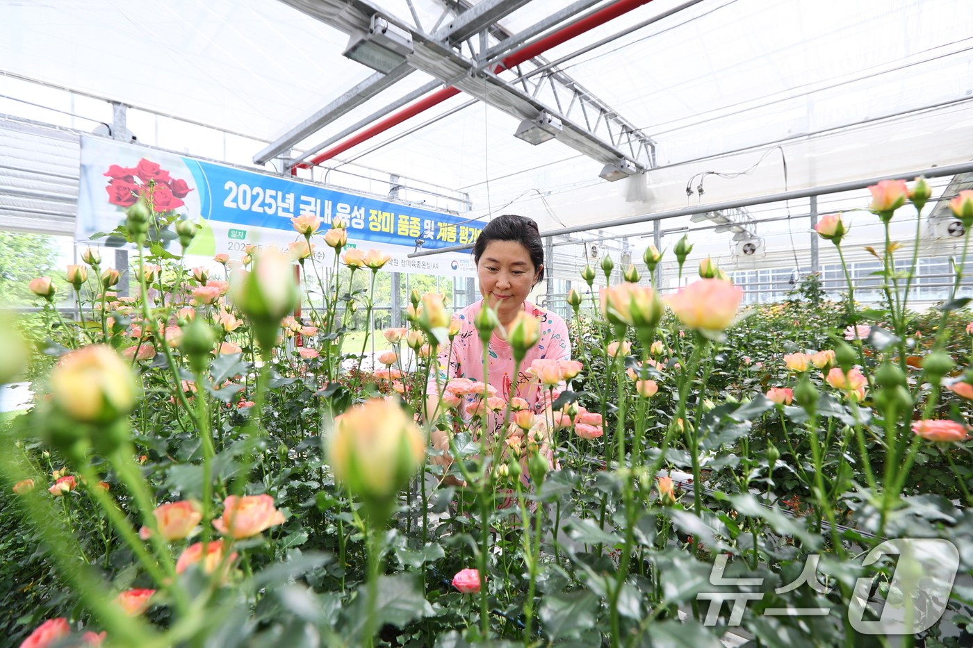 (서울=뉴스1) = 21일 농촌진흥청 국립원예특장과학원 장미온실에서 장미 품종 평가회가 열린 가운데 평가 참여자들이 국산 장미 품종을 살펴보고 있다. (농촌진흥청 제공. 재판매 및 …