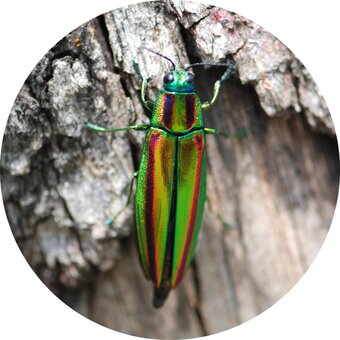 본문 이미지 - 자연상태의 비단벌레(국가유산청 제공)