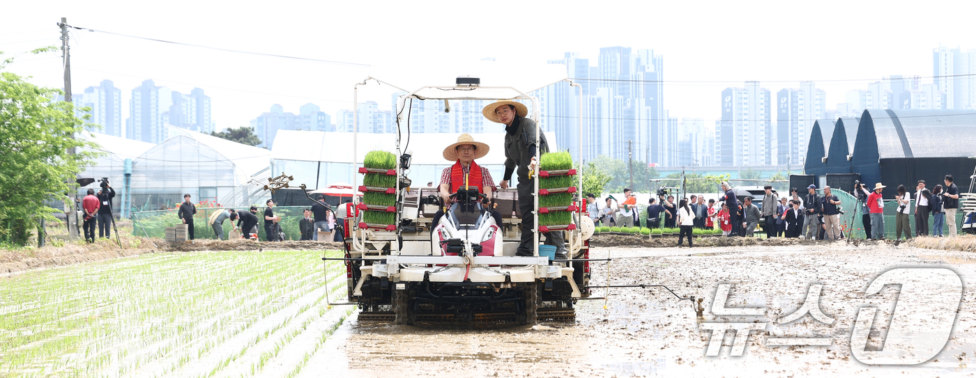 (고양=뉴스1) 김민지 기자 = 김문수 국민의힘 대통령 후보가 21일 경기 고양시 한 논에서 청년 농업인과 모내기 이앙 작업을 하고 있다. 2025.5.21/뉴스1