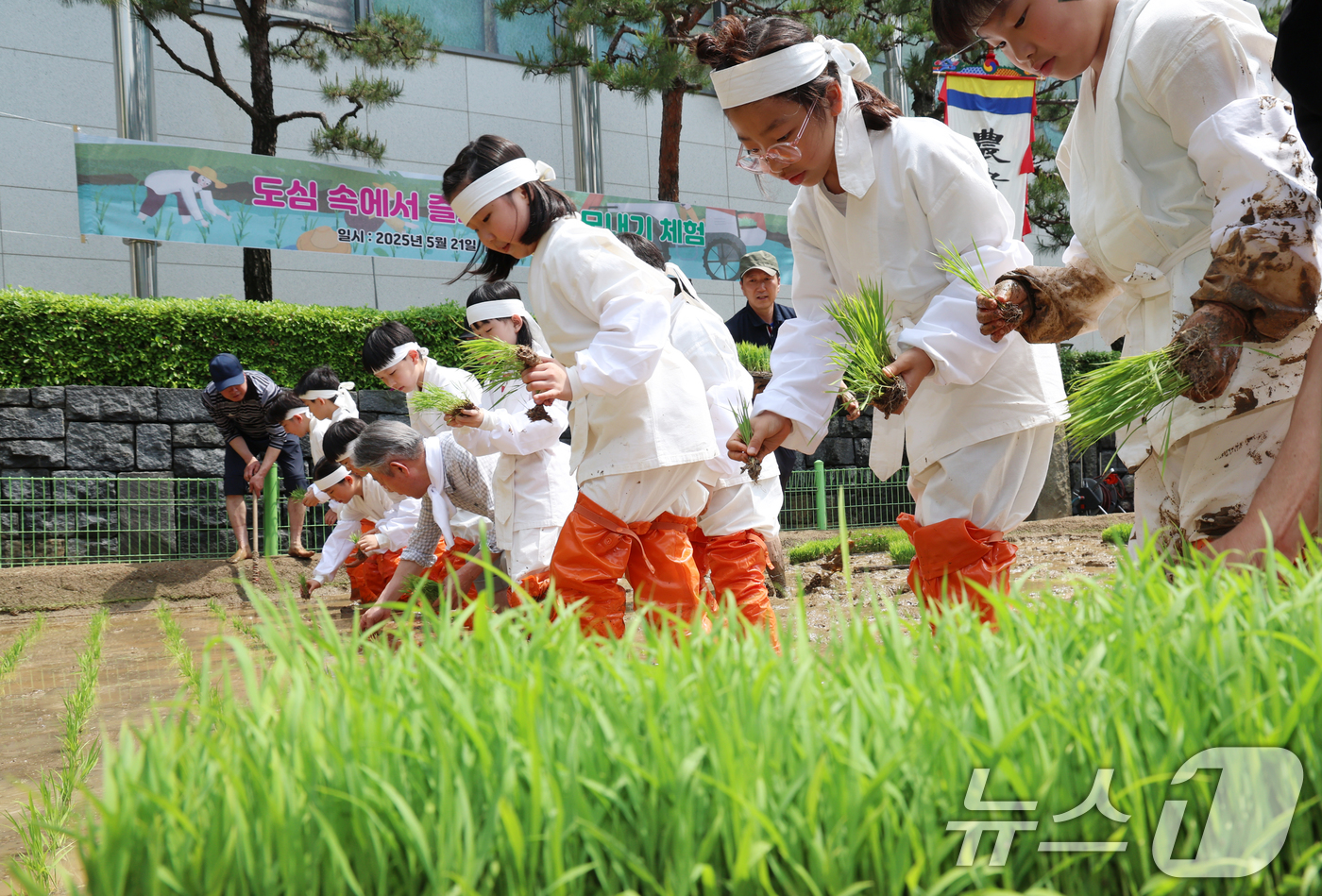 (서울=뉴스1) 김명섭 기자 = 절기상 소만 (小滿)인 21일 강호동 농협중앙회 회장과 초등학교 아이들이 서울 서대문구 농업박물관 야외농장에서 전통 모내기 체험을 하고 있다.  2 …