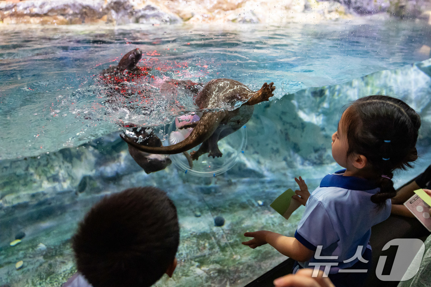 (서울=뉴스1) = 롯데월드 아쿠아리움은 세계 수달의 날(5월 28일)을 기념해 오는 24일 해양보전 토크콘서트를 진행한다고 22일 밝혔다.지난 21일 롯데월드 아쿠아리움을 찾은 …