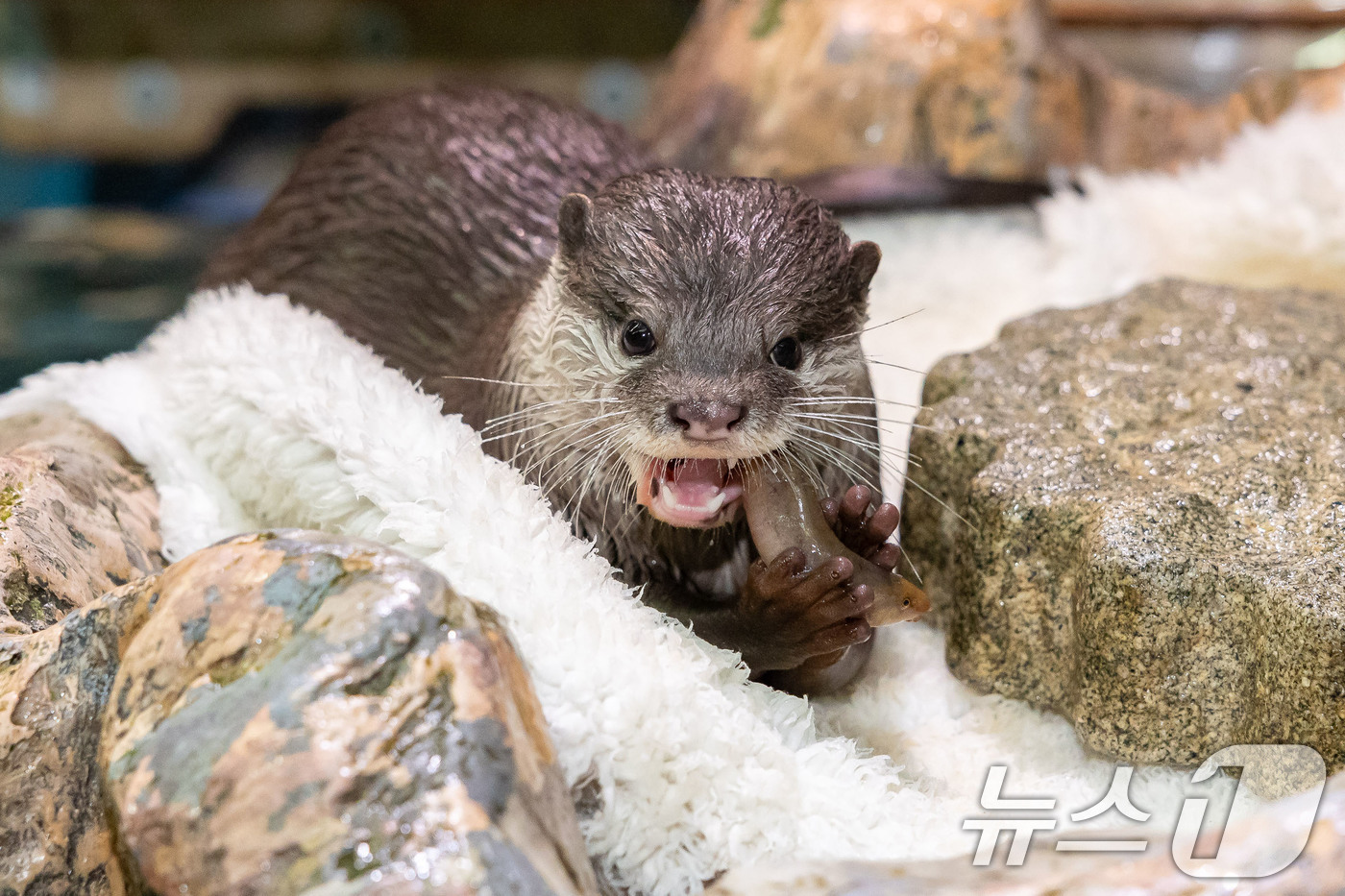 (서울=뉴스1) = 롯데월드 아쿠아리움은 세계 수달의 날(5월 28일)을 기념해 오는 24일 해양보전 토크콘서트를 진행한다고 22일 밝혔다.사진은 먹이 먹는 작은발톱수달 모습. ( …