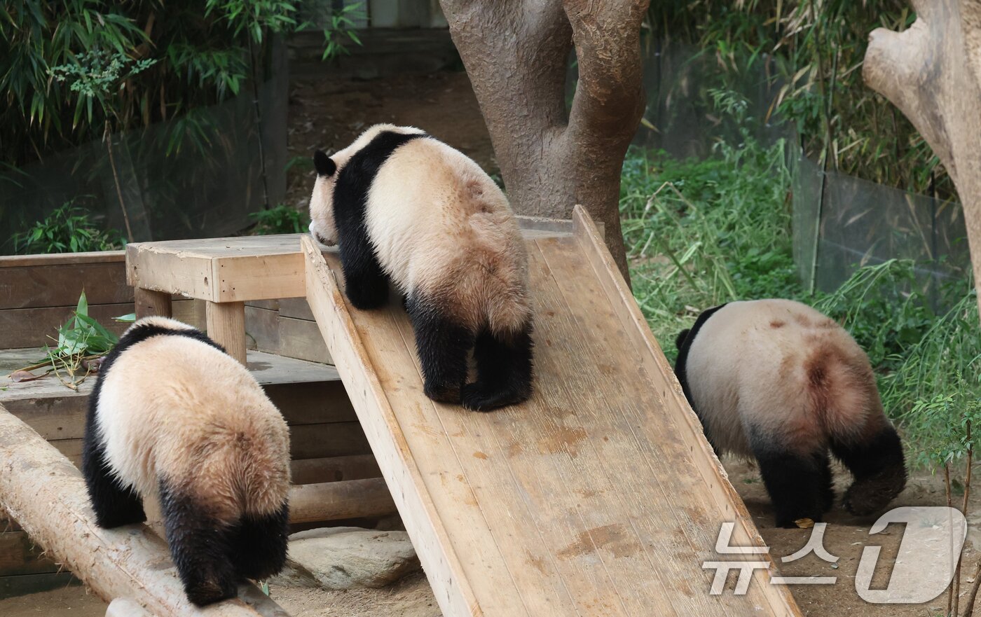 본문 이미지 - 세계 생물다양성의 날인 22일 경기 용인시 처인구 에버랜드 판다월드에서 쌍둥이 아기판다 루이바오·후이바오와 엄마 아이바오가 활동을 하고 있다. 2025.5.22/뉴스1 ⓒ News1 김영운 기자