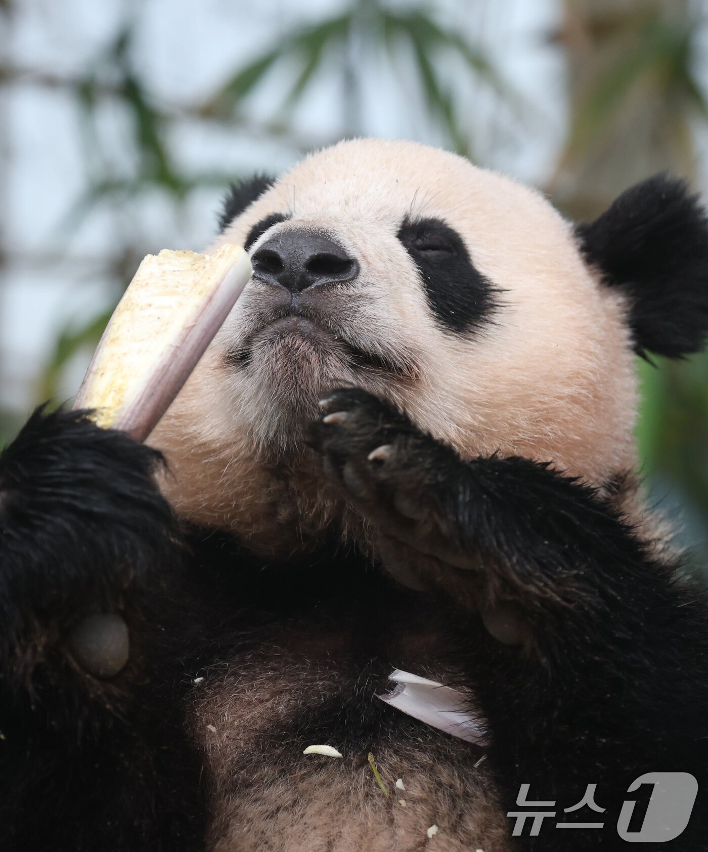 본문 이미지 - 세계 생물다양성의 날인 22일 경기 용인시 처인구 에버랜드 판다월드에서 쌍둥이 판다 후이바오가 먹이를 먹고 있다. 2025.5.22/뉴스1 ⓒ News1 김영운 기자