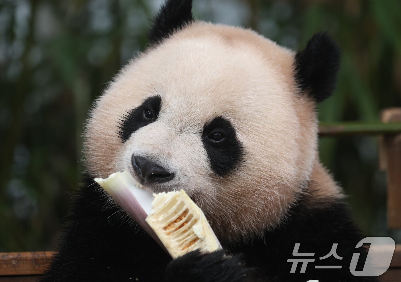 본문 이미지 - 세계 생물다양성의 날인 22일 경기 용인시 처인구 에버랜드 판다월드에서 쌍둥이 판다 후이바오가 먹이를 먹고 있다. 2025.5.22/뉴스1 ⓒ News1 김영운 기자