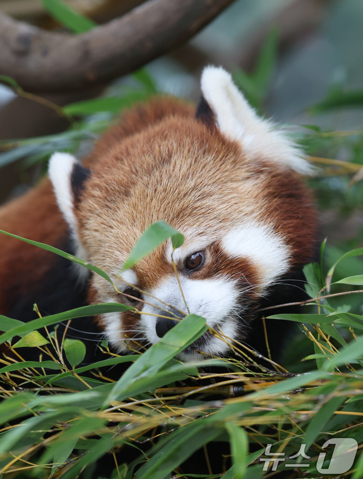 본문 이미지 - 세계 생물다양성의 날인 22일 경기 용인시 처인구 에버랜드 판다월드에서 레서 판다가 먹이를 먹고 있다. 2025.5.22/뉴스1 ⓒ News1 김영운 기자