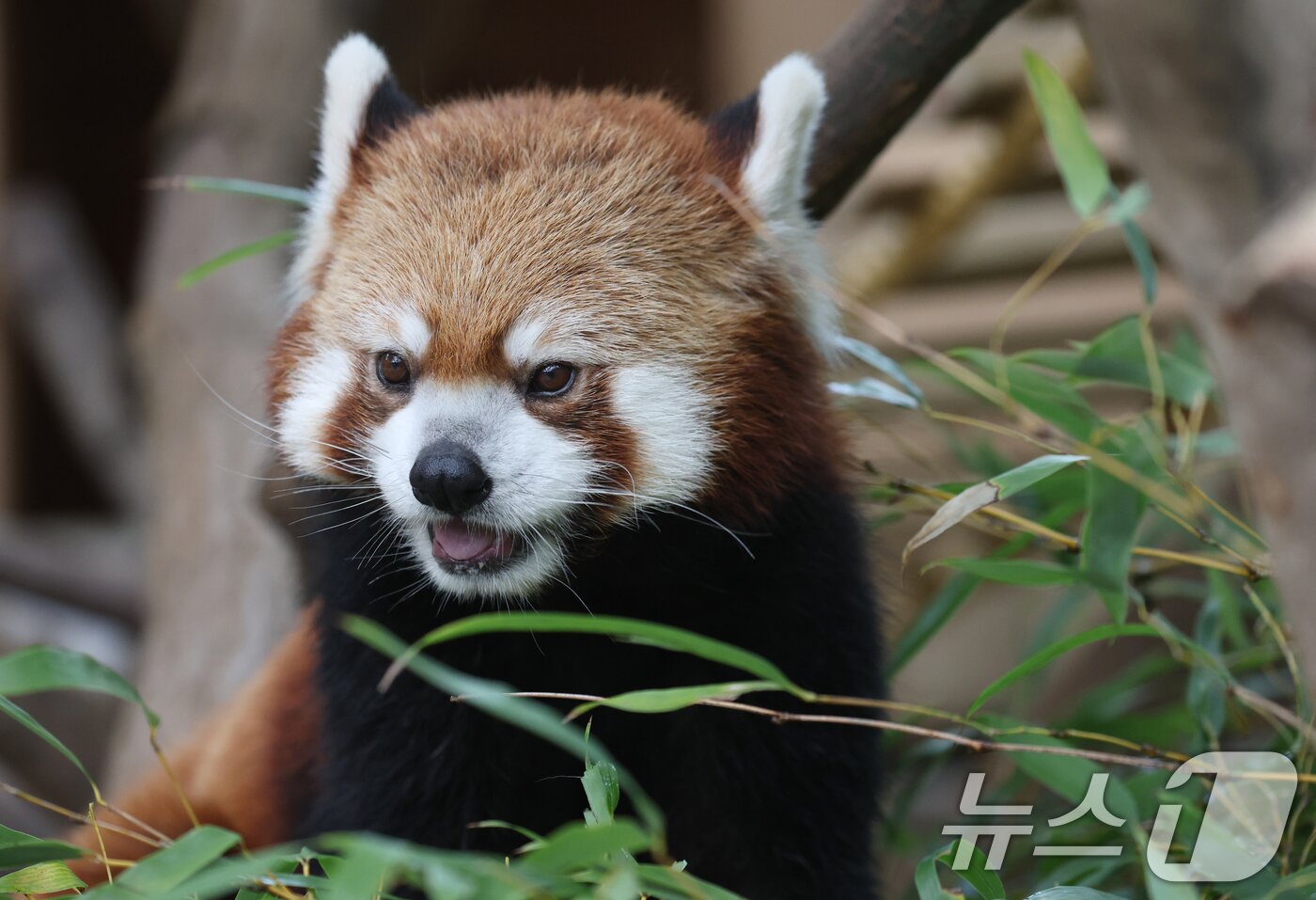 본문 이미지 - 세계 생물다양성의 날인 22일 경기 용인시 처인구 에버랜드 판다월드에서 레서 판다가 먹이를 먹고 있다. 2025.5.22/뉴스1 ⓒ News1 김영운 기자
