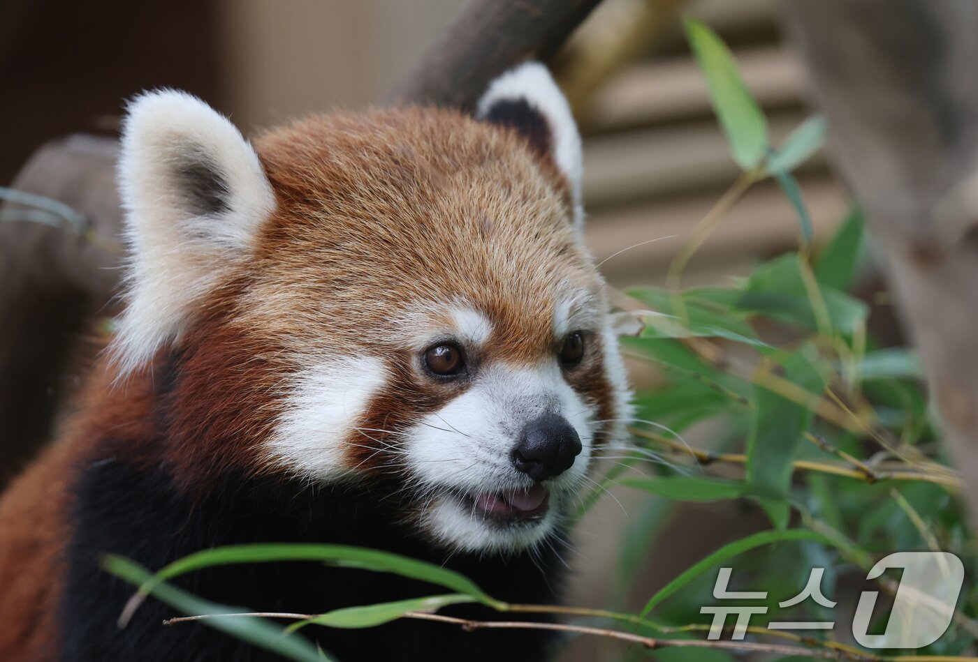 본문 이미지 - 세계 생물다양성의 날인 22일 경기 용인시 처인구 에버랜드 판다월드에서 레서 판다가 먹이를 먹고 있다. 2025.5.22/뉴스1 ⓒ News1 김영운 기자