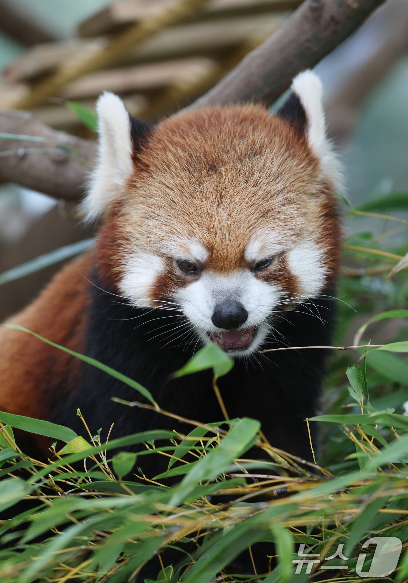 본문 이미지 - 세계 생물다양성의 날인 22일 경기 용인시 처인구 에버랜드 판다월드에서 레서 판다가 먹이를 먹고 있다. 2025.5.22/뉴스1 ⓒ News1 김영운 기자
