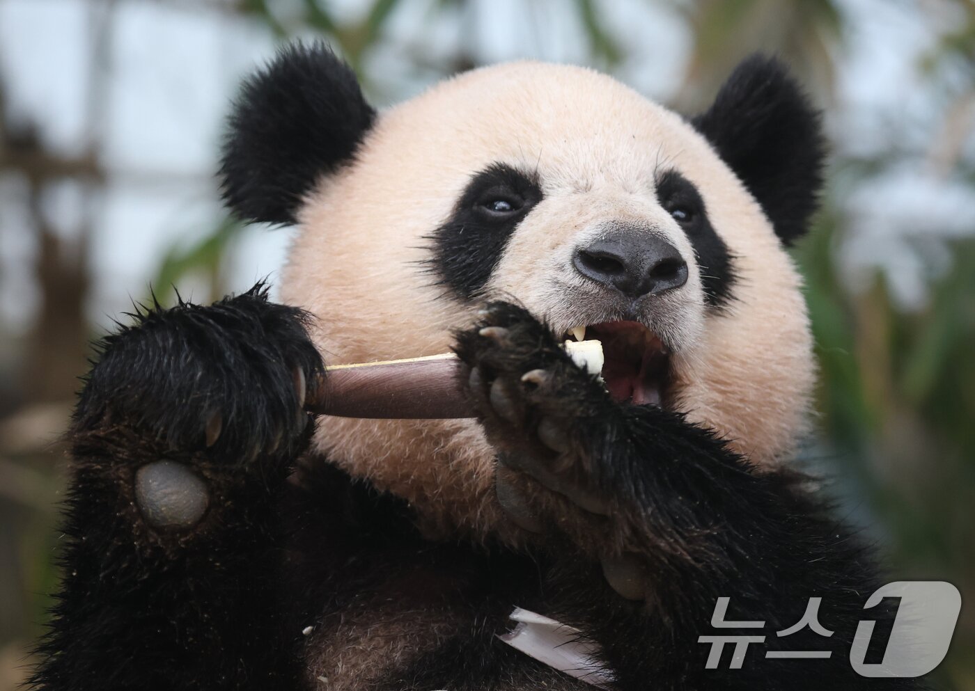 본문 이미지 - 세계 생물다양성의 날인 22일 경기 용인시 처인구 에버랜드 판다월드에서 쌍둥이 판다 후이바오가 먹이를 먹고 있다. 2025.5.22/뉴스1 ⓒ News1 김영운 기자