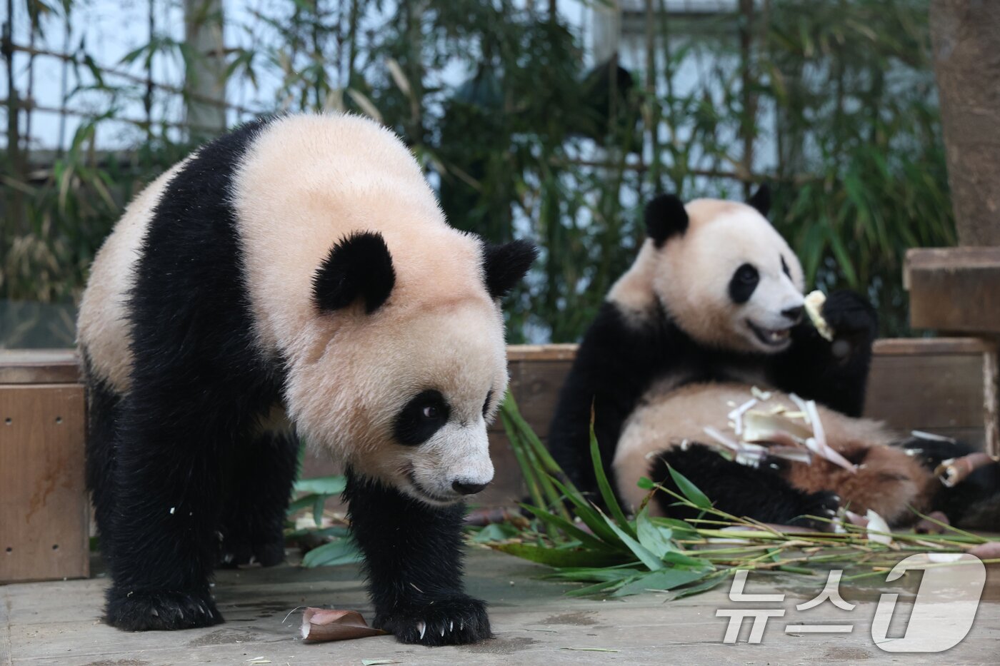 본문 이미지 - 세계 생물다양성의 날인 22일 경기 용인시 처인구 에버랜드 판다월드에서 쌍둥이 아기판다 루이바오·후이바오가 먹이를 먹고 있다. 2025.5.22/뉴스1 ⓒ News1 김영운 기자