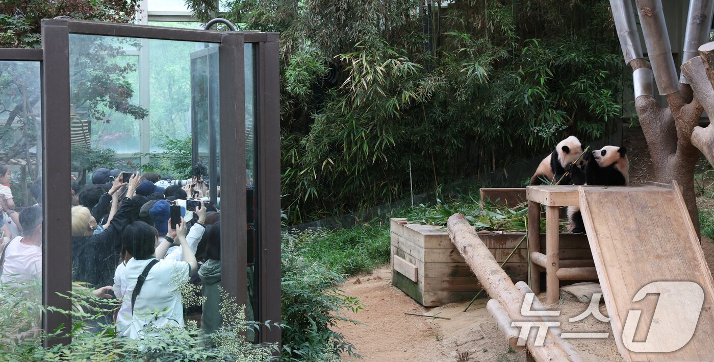 본문 이미지 - 세계 생물다양성의 날인 22일 경기 용인시 처인구 에버랜드 판다월드에서 쌍둥이 관람객들이 아기판다 루이바오·후이바오를 관람하고 있다. 2025.5.22/뉴스1 ⓒ News1 김영운 기자